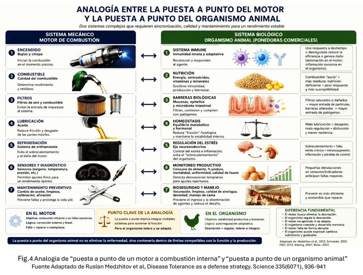 El Manejo de La Enfermedad Subclínica en avicultura - Image 9
