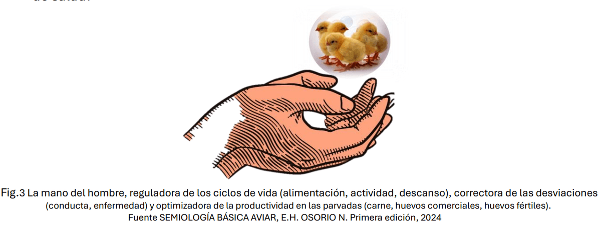 El Manejo de La Enfermedad Subclínica en avicultura - Image 7