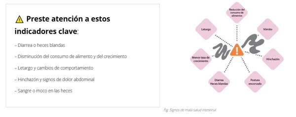 Integridad y salud del intestino porcino: desde la digestión hasta la prevención de enfermedades y el rendimiento - Image 2
