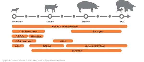 Integridad y salud del intestino porcino: desde la digestión hasta la prevención de enfermedades y el rendimiento - Image 4