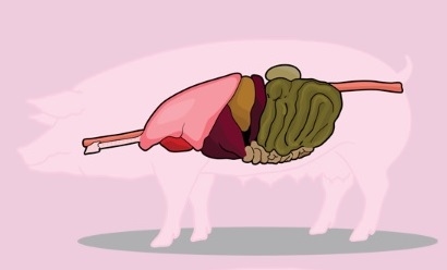 Integridad y salud del intestino porcino: desde la digestión hasta la prevención de enfermedades y el rendimiento - Image 1