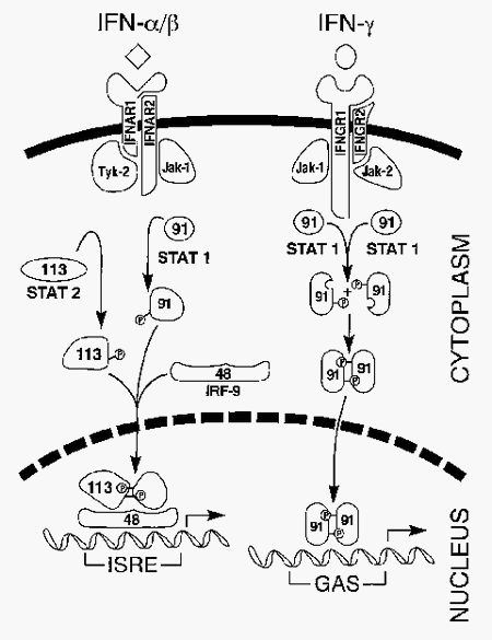 Potente efecto inmunosupresor del Adenovirus grupo C, serotipo-4 (FAdV-4)(Correlación entre la respuesta inmune Th1 Th2). Causante del Síndrome de Hepatitis Hidropericardio: Meta análisis - Image 2