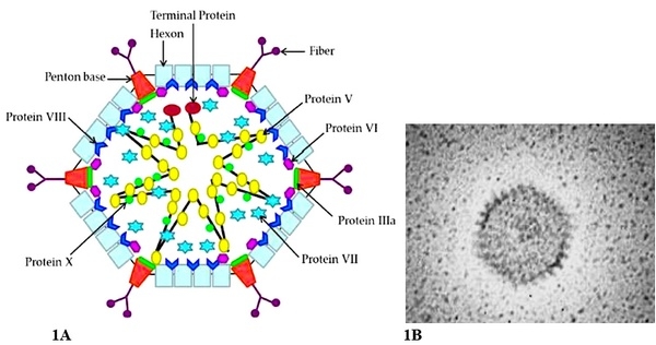 Potente efecto inmunosupresor del Adenovirus grupo C, serotipo-4 (FAdV-4)(Correlación entre la respuesta inmune Th1 Th2). Causante del Síndrome de Hepatitis Hidropericardio: Meta análisis - Image 1