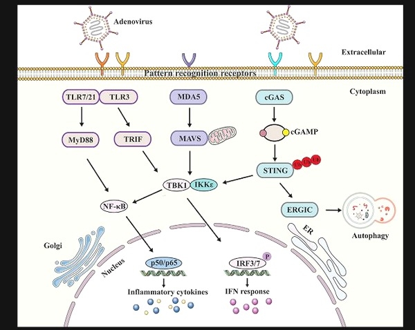 Potente efecto inmunosupresor del Adenovirus grupo C, serotipo-4 (FAdV-4)(Correlación entre la respuesta inmune Th1 Th2). Causante del Síndrome de Hepatitis Hidropericardio: Meta análisis - Image 3