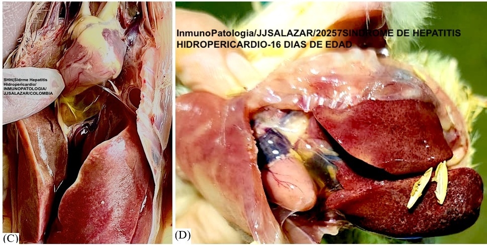 Potente efecto inmunosupresor del Adenovirus grupo C, serotipo-4 (FAdV-4)(Correlación entre la respuesta inmune Th1 Th2). Causante del Síndrome de Hepatitis Hidropericardio: Meta análisis - Image 9