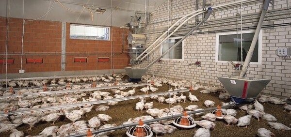 Consejos para alimentar a los pollos broiler y los galpones climatizados para su crianza - Image 3