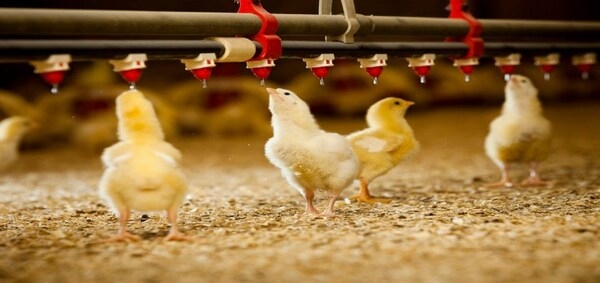 Consejos para alimentar a los pollos broiler y los galpones climatizados para su crianza - Image 1