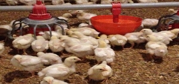 Consejos para alimentar a los pollos broiler y los galpones climatizados para su crianza - Image 2