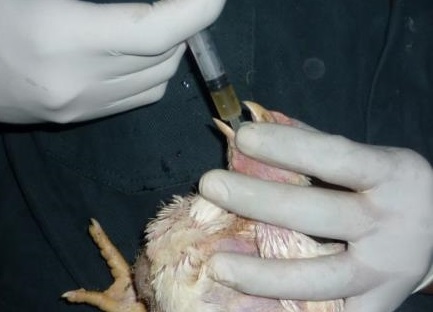 ¿Cuál es el efecto del aceite esencial de orégano en pollos afectados por coccidiosis? - Image 3