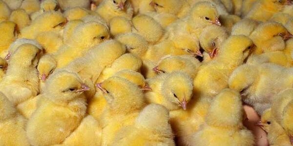 ¿Cuál es el efecto del aceite esencial de orégano en pollos afectados por coccidiosis? - Image 1