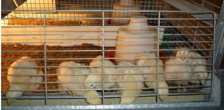 ¿Cuál es el efecto del aceite esencial de orégano en pollos afectados por coccidiosis? - Image 2