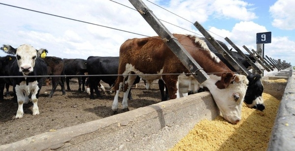 Ventajas de los controladores de consumo para optimizar la nutrición y la salud ruminal - Image 1