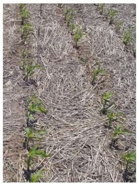 Mejores Prácticas de Manejo (MPM) de los Fertilizantes para el Cultivo de Maíz - Image 10