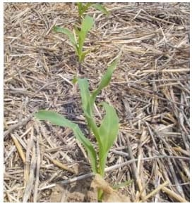 Mejores Prácticas de Manejo (MPM) de los Fertilizantes para el Cultivo de Maíz - Image 24