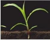 Mejores Prácticas de Manejo (MPM) de los Fertilizantes para el Cultivo de Maíz - Image 21