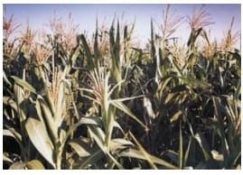 Mejores Prácticas de Manejo (MPM) de los Fertilizantes para el Cultivo de Maíz - Image 25