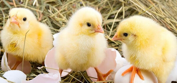 10 consejos para la crianza de pollos de engorde - Image 1