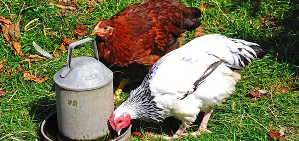 10 consejos para la crianza de pollos de engorde - Image 3