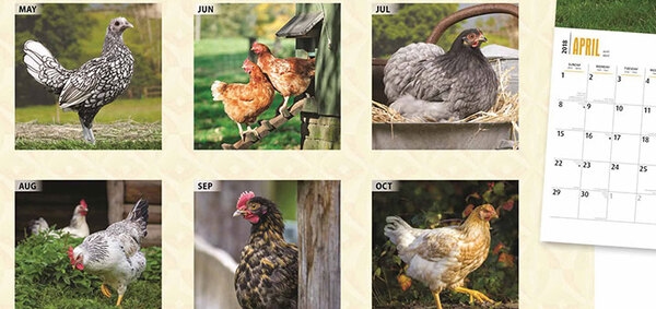 10 consejos para la crianza de pollos de engorde - Image 4