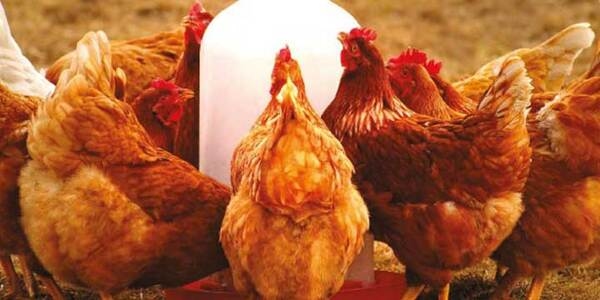 Coccidiosis en pollos: Prevención, síntomas y transmisión - Image 3