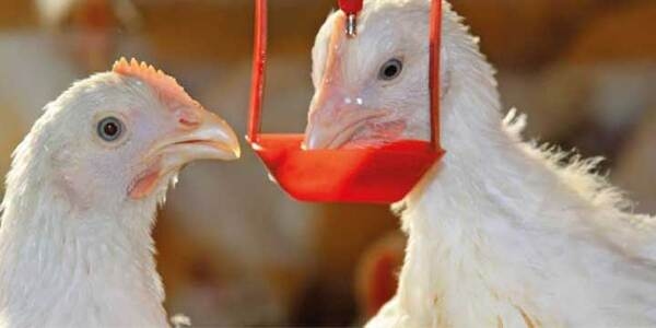 Coccidiosis en pollos: Prevención, síntomas y transmisión - Image 2