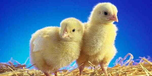Coccidiosis en pollos: Prevención, síntomas y transmisión - Image 1