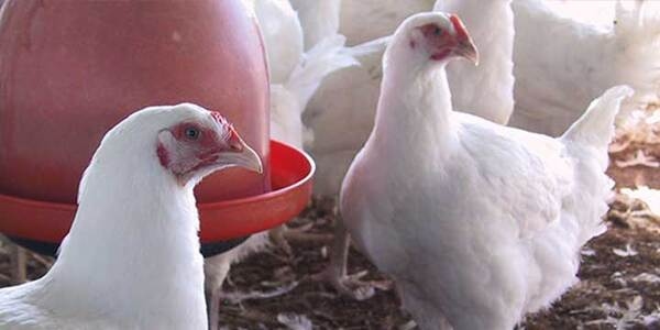 Las enfermedades más comunes en los pollos de engorde - Image 3
