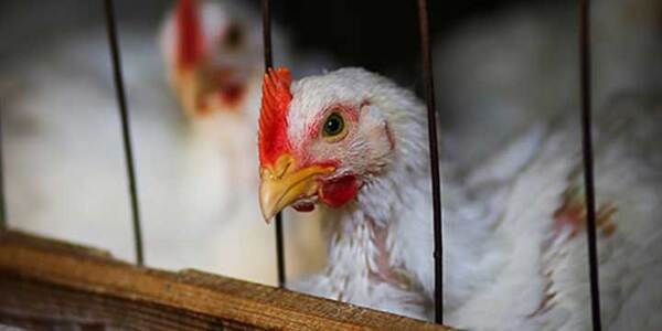 Las enfermedades más comunes en los pollos de engorde - Image 4