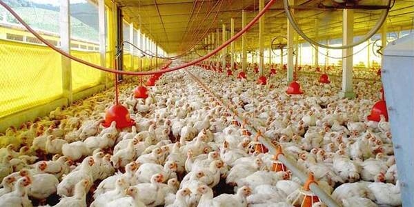 Las enfermedades más comunes en los pollos de engorde - Image 1