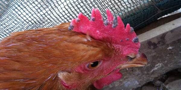 Las enfermedades más comunes en los pollos de engorde - Image 2