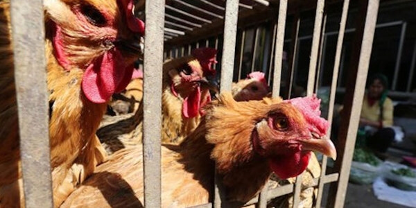 Enfermedades respiratorias más comunes en aves de corral - Image 2