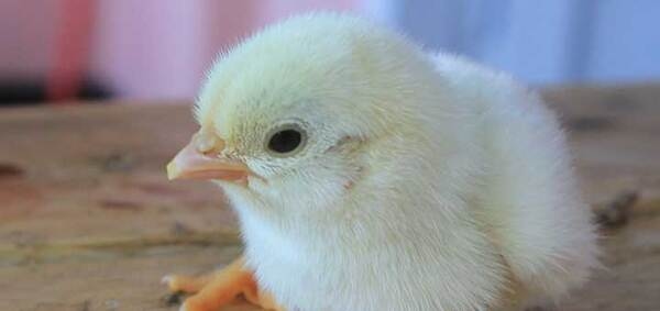 El uso de antibióticos en las aves - Image 2