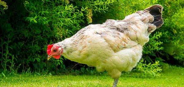 El uso de antibióticos en las aves - Image 1