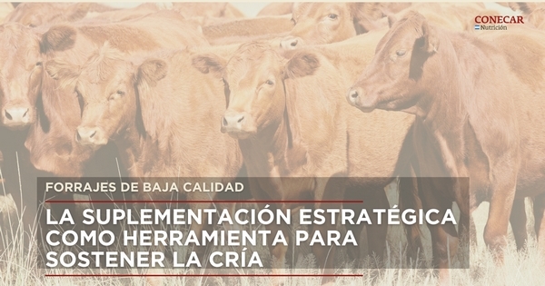 Forrajes de baja calidad: la suplementación estratégica como herramienta para sostener la cría en el norte argentino - Image 1