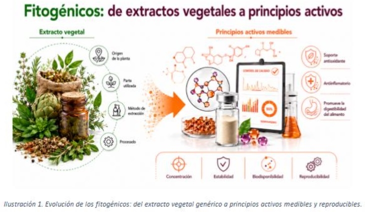 El hígado como eje metabólico en avicultura: la importancia de los fitogénicos estandarizados - Image 1