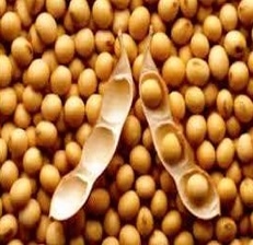 6° MITO ¿MÁSGRASAESMÁSENERGÍA? ¿Es cierto que cuando los Concentrados o Subproductos de agroindustria (proteicos o energéticos), tienen “altos niveles de grasa” generan más energía en vacunos, tanto para producir carne o leche? ¿Y eso es muy bueno? - Image 2