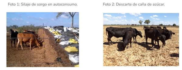 Suplementación estratégica: alternativas disponibles y efectivas ante la falta de forrajes - Image 2