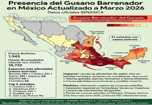 El gusano barrenador del ganado. Resumen 2025-2026 - Image 6