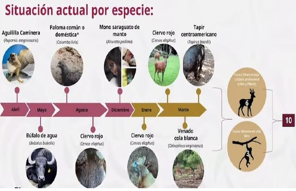 El gusano barrenador del ganado. Resumen 2025-2026 - Image 22