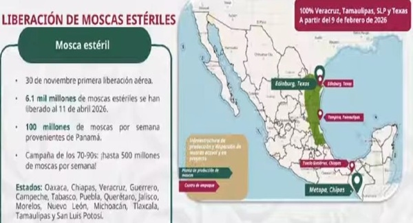 El gusano barrenador del ganado. Resumen 2025-2026 - Image 28