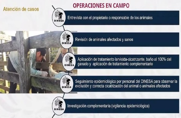 El gusano barrenador del ganado. Resumen 2025-2026 - Image 24