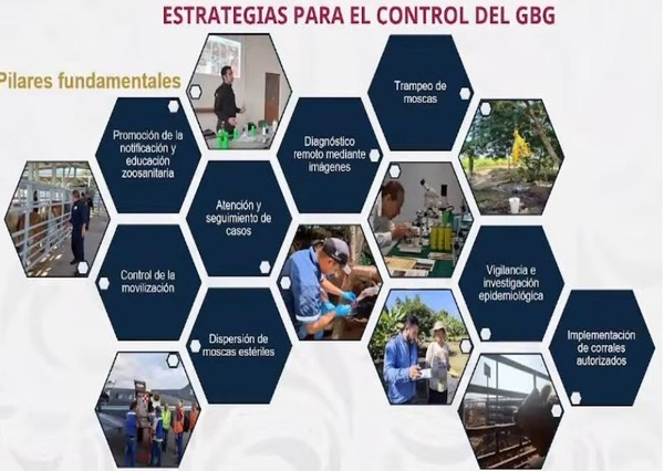 El gusano barrenador del ganado. Resumen 2025-2026 - Image 23