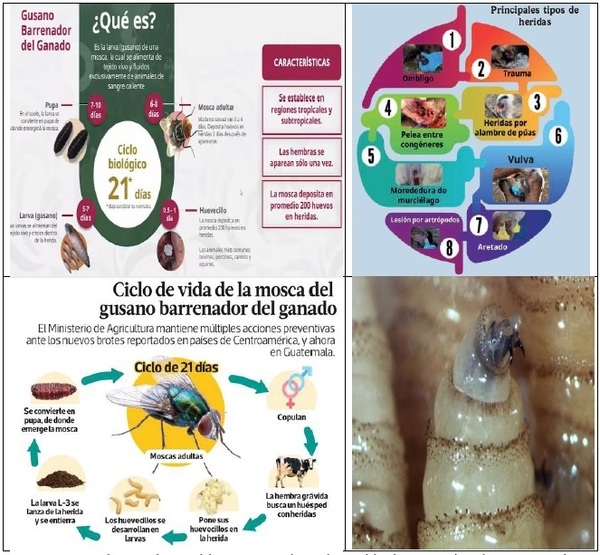 El gusano barrenador del ganado. Resumen 2025-2026 - Image 17