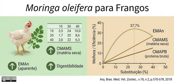 Potencial de la moringa en avicultura: ¿Sustituto viable para mitigar costos? - Image 1