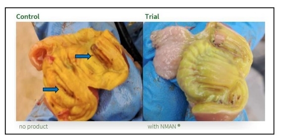 Hidratación y nutrición tempranas en pollitos de un día: deficiencias temporales, impacto biológico y soluciones a base de gel - Image 1