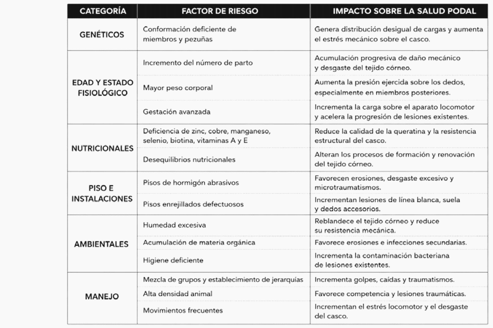 Salud podal en cerdas II: Lesiones podales en cerdas: causas, clasificación y factores de riesgo - Image 5