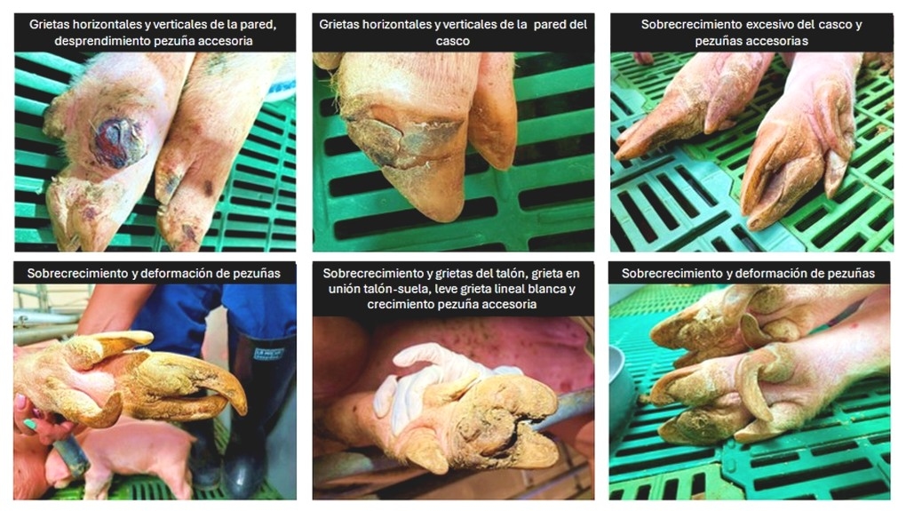Salud podal en cerdas II: Lesiones podales en cerdas: causas, clasificación y factores de riesgo - Image 3