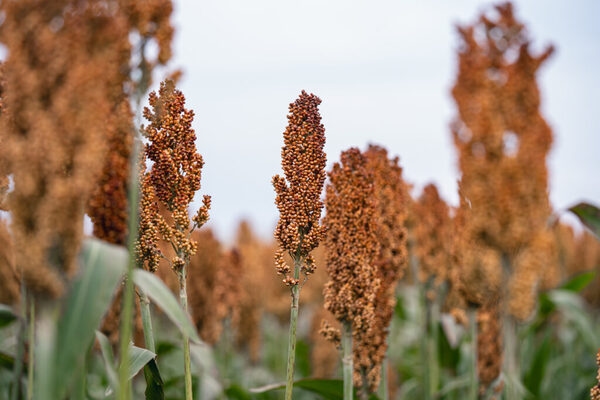 INCLUSIÓN DE SORGO BAJO EN TANINOS EN DIETAS DE TERMINACIÓN PARA CERDOS - Image 1