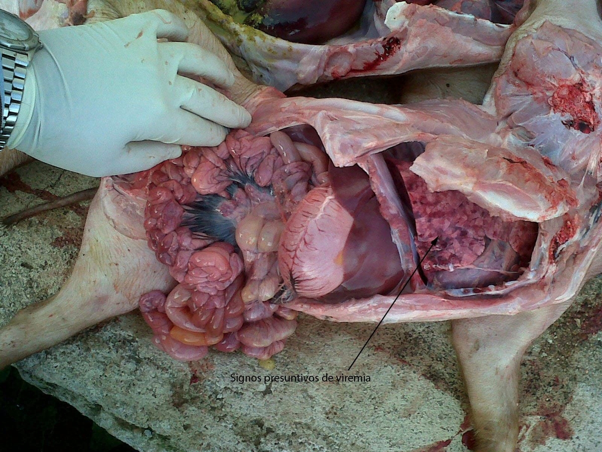 Enterotoxemias. El efecto letal y súbito de las toxinas - Image 17