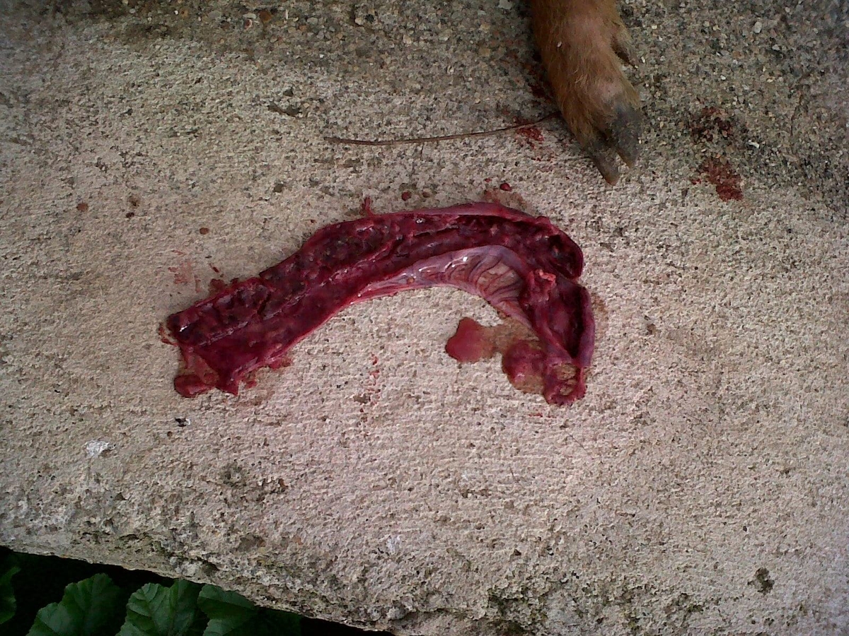 Enterotoxemias. El efecto letal y súbito de las toxinas - Image 7